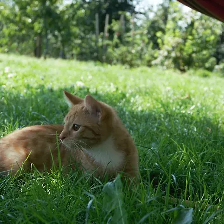 Hoehlerhof Appartamento *