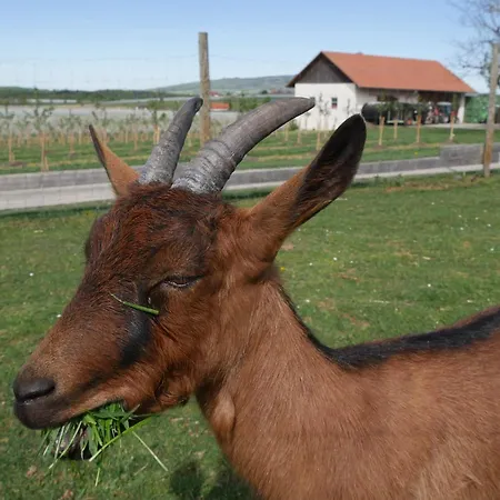 Hoehlerhof Apartamento Friedrichshafen