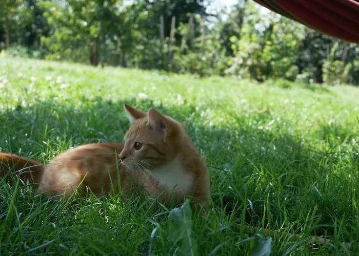 Hoehlerhof Apartman *